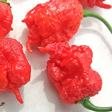 00-Hot Pepper 00-Hot-Pepper